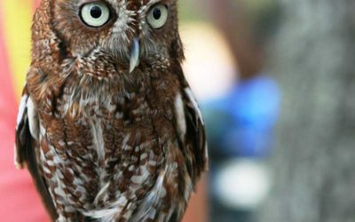 Who Gives a Hoot?